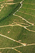 France, Rhone, Ampuis, vineyard AOC Cote Rotie (aerial view)