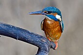 France, Doubs, European fisherman (Alcedo atthis) on a branch, adult, female