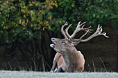 Frankreich, Haute Saone, Rothirsch (Cervus elaphus), Männchen in der Schlachtphase