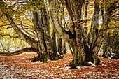 France, Puy de Dome, listed as World Heritage by UNESCO, Regional Natural Park of Auvergne Volcanoes, Chaîne des Puys, Orcines, beech forest at the top of Puy des Goules