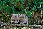 France, Doubs, young fox (Vulpes vulpes) in the burrow