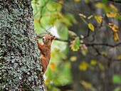 Frankreich, Ain, Prevessin Moens, Rotes Eichhörnchen