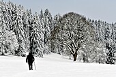 France, Doubs, Haut Doubs, Charquemont, winter landscape, snow covered fir trees