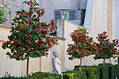 France, Hauts de Seine, Puteaux, Jardin aux Camelias