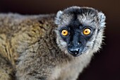 France, Mayotte island (French overseas department), Grande Terre, Kani Keli, the Maore Garden at N'Gouja beach, tawny lemur (Eulemur fulvus mayottensis) also called maki