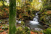 France, Puy de Dome, regional natural park of Auvergne volcanoes, Besse en Chandesse, Chiloza waterfall on Couze Pavin
