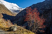 France, Hautes Alpes, Ecrins National Park, valley of Valgaudemar, La Chapelle en Valgaudémar, Natural Reserve of the Haute Vallée de la Séveraisse, red fruit of the mountain ash tree (Sorbus aucuparia)