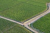 France, Cote d'Or, the climates of Burgundy listed as World Heritage by UNESCO, Cote de Nuit (aerial view)