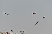 France, Doubs, Raptors flying in flight, Red Kite (Milvus milvus), Variable Buzzard (Buteo buteo)