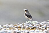 France, Somme, Baie de Somme, bird, Northern wheatear (Oenanthe oenanthe) male on a pebble
