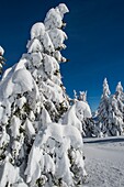 Frankreich, Haute Savoie, massive Bauges, oberhalb von Annecy Grenze mit der Savoie, das Semnoz Plateau außergewöhnlicher Aussichtspunkt auf die Nordalpen, Tannen mit Schnee beladen