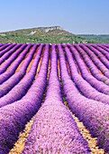 France, Vaucluse, fields of lavender