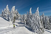 Frankreich, Haute Savoie, Massiv Bauges, oberhalb von Annecy Grenze zur Savoie, das Semnoz-Plateau außergewöhnlicher Aussichtspunkt auf die Nordalpen, Skilangläufer und schneebedeckte Tannen