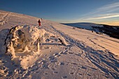 France, Haut Rhin, Hautes Vosges, Le Hohneck (1363 m) summit, spruces (Picea abies) curved by snow and wind, Route des Cretes, Kastelberg, sunset, snow, winter