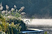 France, Doubs, Allan's, natural area, reeds, morning mist