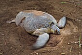 France, Mayotte island (French overseas department), Grande Terre, Kani Keli, N'Gouja beach, the Maore Garden, green sea turtle (Chelonia mydas) covering eggs with sand after laying eggs