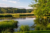 France, Haute Saone, Melisey, les milles etangs, the sea, the pond of the Grands Pres