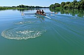 France, Gard, Beaucaire, oars on the Rhone
