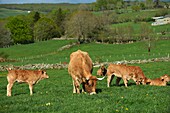 Frankreich, Aveyron, Laguiole, Celine Batut, Züchterin der Aubrac-Kuh