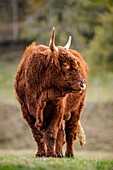France, Cantal, regional natural park volcanoes of Auvergne, Salers country, Tournemire, labeled the Most Beautiful Villages of France, bull of race Salers