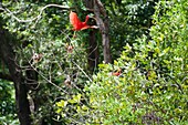 France, French Guiana, Cayenne, The Kaw Marsh Nature Reserve, Scarlet Ibis (Eudocimus ruber)