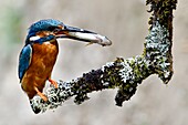 France, Doubs, Allenjoie, Allan River, breeding, feeding, Kingfisher (Alcedo atthis), male