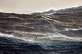 France, Indian Ocean, French Southern and Antarctic Lands listed as World Heritage by UNESCO, violent storm, Beaufort scale 10 gusting to 11 in the roaring forties, picture taken aboard the Marion Dufresne (supply ship of French Southern and Antarctic Territories) underway from Crozet Islands to Kerguelen Islands, White-chinned Petrel (Procellaria aequinoctialis)