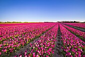 France, Finistere, Bigouden country, Plomeur, La Torche tulip and poppy flowers cultivations