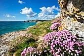 Frankreich, Finistere, Regionaler Naturpark Armoric, Camaret sur Mer, Kap Toulinguet, Armerias Blumen am Kap Toulinguet