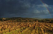 France, Pyrenees Orientales, Vallespir, Ceret, wine estate of the castle of Aubiry, view of the vineyard in winter under a stormy sky