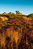 Frankreich, Cotes d'Armor, Ploumanach, Perros-Guirec, Küste aus rosafarbenem Granit, der Zollweg oder Wanderweg GR Grande 34