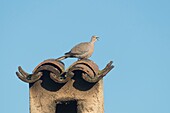 France, Alpes-Maritimes, Mandelieu, Eurasian Collared Dove on a chimney