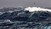 Frankreich, Indischer Ozean, Französische Süd- und Antarktisgebiete, die von der UNESCO zum Weltnaturerbe erklärt wurden, heftiger Sturm, Beaufort-Skala 10 mit Böen bis 11 in den tosenden Vierzigern, aufgenommen an Bord der Marion Dufresne (Versorgungsschiff der Französischen Süd- und Antarktisgebiete) unterwegs von den Crozet-Inseln zu den Kerguelen-Inseln, Ein Nördlicher Riesensturmvogel (Macronectes halli), dessen Größe 2 Meter erreichen kann, gibt die Größe der Wellen an, die etwa zehn Meter hoch werden