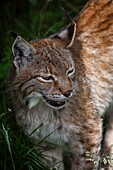 France, Haute-Garonne, Comminges, wild lynx in its wooded environment