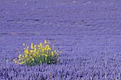 France, Drome, Ferrassieres, lavender fields