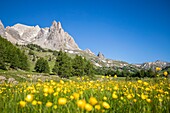 Frankreich, Hautes Alpes, Nevache, La Claree-Tal, Sumpfdotterblumenbeet (Caltha palustris), im Hintergrund das Massiv des Cerces (3093m) und die Gipfel des Main de Crepin (2942m)