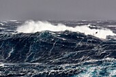 Frankreich, Indischer Ozean, Französische Süd- und Antarktisgebiete, die von der UNESCO zum Weltnaturerbe erklärt wurden, heftiger Sturm, Beaufort-Skala 10 mit Böen bis 11 in den tosenden Vierzigern, Foto an Bord der Marion Dufresne (Versorgungsschiff der Französischen Süd- und Antarktisgebiete) auf dem Weg von den Crozet-Inseln zu den Kerguelen-Inseln, ein Nördlicher Riesensturmvogel (Macronectes halli), dessen Größe 2 Meter erreichen kann, gibt die Größe der Wellen an, die etwa zehn Meter hoch werden