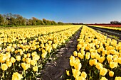 France, Finistere, Bigouden country, Plomeur, La Torche tulip and poppy flowers cultivations