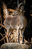 Frankreich, Haute-Garonne, Comminges, Steinbock am Rande eines Waldes