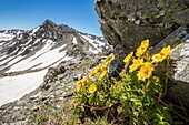 France, Hautes Alpes, Nevache, La Clarée valley, Creeping Avens flowers (Geum reptans) at Col des Muandes (2828m)