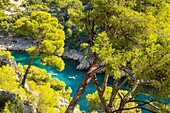 France, Bouches du Rhone, Cassis, the cove of Port Pin, Calanques National Park