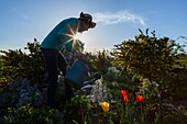 France, Haute-Garonne, Toulouse, listed at Great Tourist Sites in Midi-Pyrenees, planter watering his vegetable garden at sunset