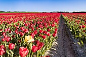 France, Finistere, Bigouden country, Plomeur, La Torche tulip and poppy flowers cultivations