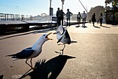 France, Alpes Maritimes, Cannes, gulls and walkers on the Croisette
