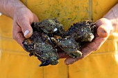 France, Bouches du Rhone, Port Saint Louis du Rhone, Carteau Cove, oyster farm, La Perle de Carteau, breeder Laurent Moreau