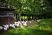 France, Ain, Bresse, Curtafont, Mr Sibelle, Bresse poultry farmer