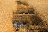 France, Bouches du Rhone, Camargue Regional Nature Park, Saintes Maries de la Mer, Sagne harvest