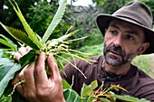 Frankreich, Var, Massif des Maures, Collobrieres, Tal des Aurier, der Förster Fabien Tamboloni zeigt uns Kastanienblüten