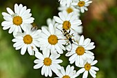 Frankreich, Haut Rhin, Orschwihr, Bollenberg, Thomisidae-Spinne auf dem Boden, Leptura maculata oder Rutpela maculata auf Blüten von Tanacetum corymbosum