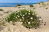 Frankreich, Bouches du Rhone, Regionaler Naturpark Camargue, Arles, Strand von Piémanson, Maritime Kamille (Anthemis maritima)